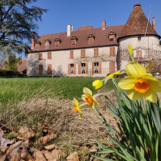 Le château au printemps, jonquilles